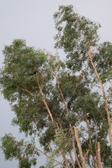 Eucalyptus