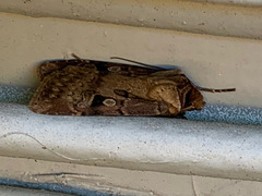Agrotis vancouverensis