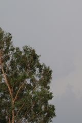 Eucalyptus