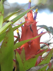 Tillandsia imperialis