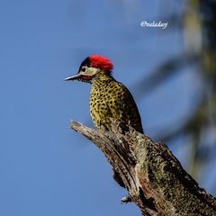 Colaptes melanochloros