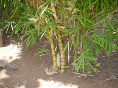 Bambusa tuldoides