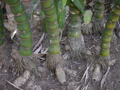 Bambusa tuldoides
