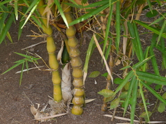 Bambusa tuldoides