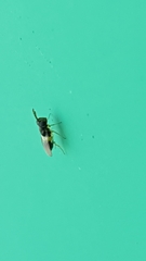 Aphelinidae