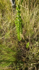 Lopholaena segmentata