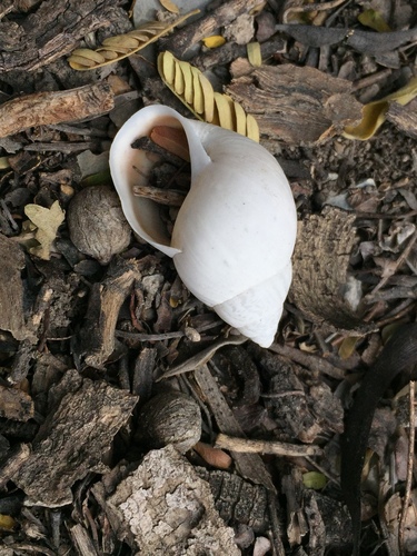Rabdotus