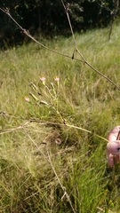 Lopholaena segmentata