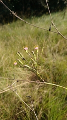 Lopholaena segmentata