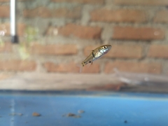 Hampala macrolepidota