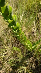 Lopholaena segmentata