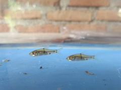 Hampala macrolepidota