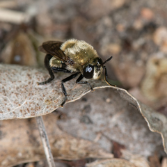 Microdon megalogaster