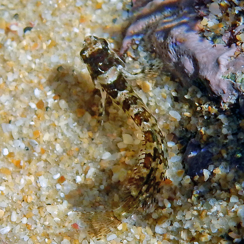 Clinus cottoides
