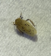 Amplicephalus nebulosus