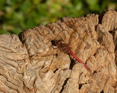 Sympetrum vulgatum