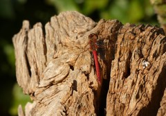 Sympetrum vulgatum