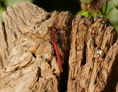 Sympetrum vulgatum