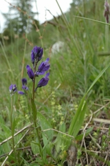 Polygala alpestris