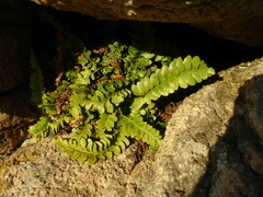 Asplenium marinum