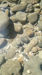 Pagurus novizealandiae