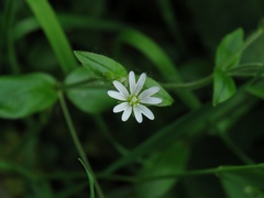 Cerastium sylvaticum