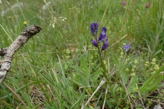 Polygala alpestris