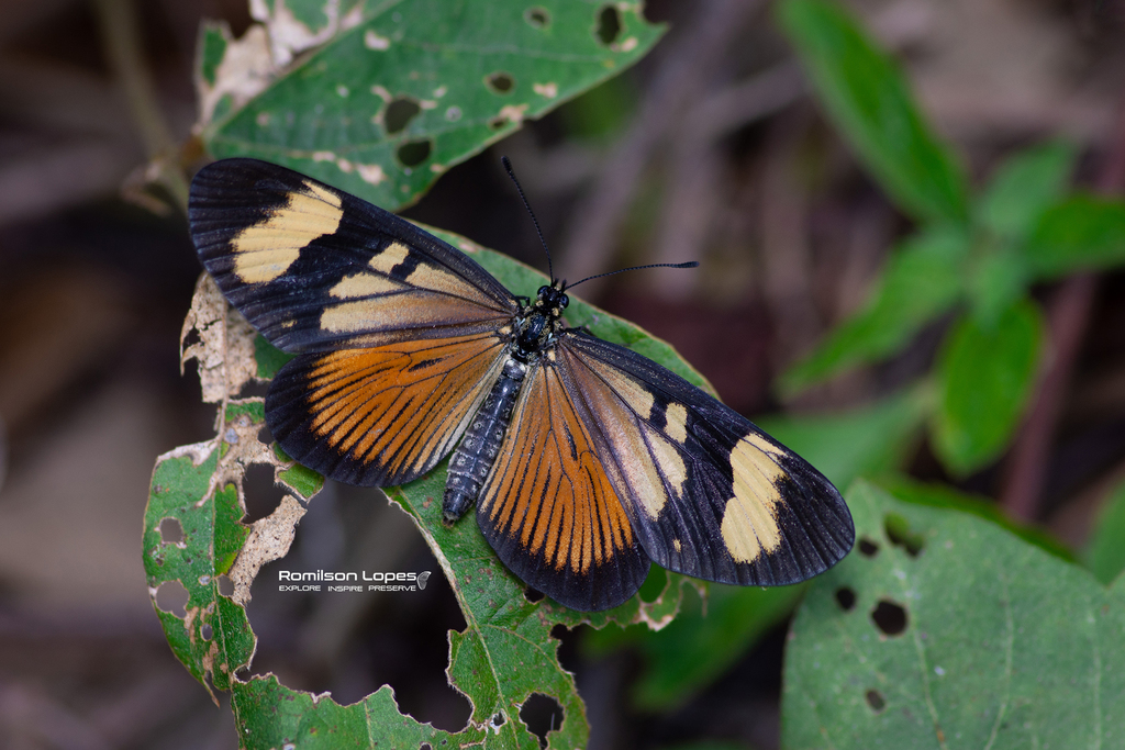 Actinote parapheles