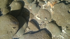 Pagurus novizealandiae