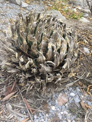 Agave victoriae-reginae