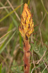 Orobanche gracilis