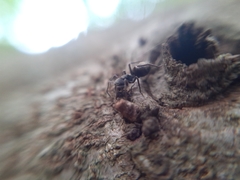 Myrmecotypus