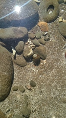 Pagurus novizealandiae