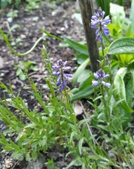 Polygala wolfgangiana