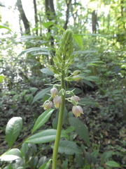 Calanthe calanthoides
