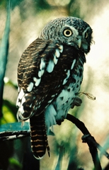 Glaucidium capense