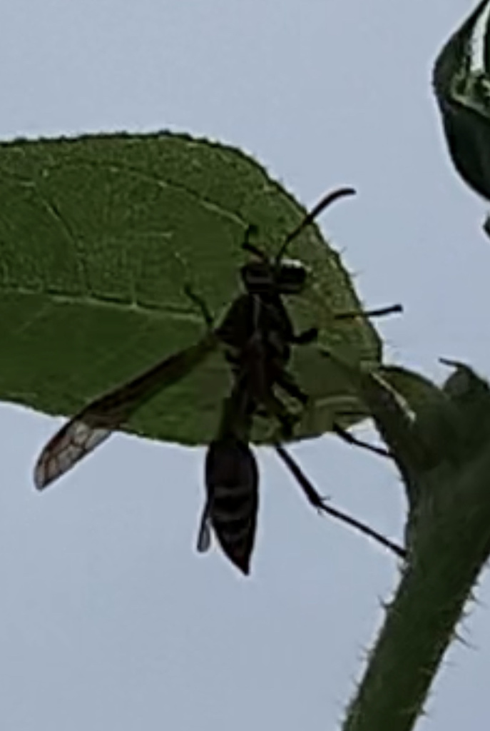 Guinea Paper Wasp from Saint Andrew's Episcopal Church, Bryan, TX, US ...