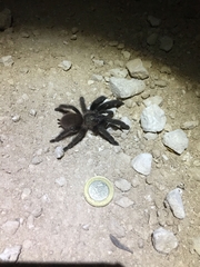 Psalmopoeus