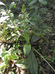 Calanthe calanthoides