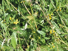 Lotus ornithopodioides