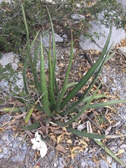 Agave difformis