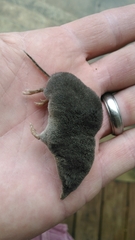 Blarina carolinensis
