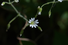 Cerastium velutinum