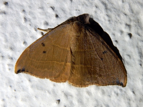 Spiny Hook-Tip, 00060 Belvedere RM, Italia, photo 9 of 10