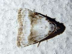 Meganola albula