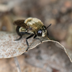 Microdon megalogaster