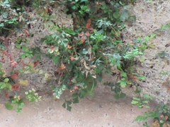 Asplenium ruta-muraria