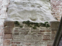 Asplenium ruta-muraria