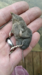 Blarina carolinensis