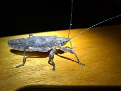 Cymatomera denticollis